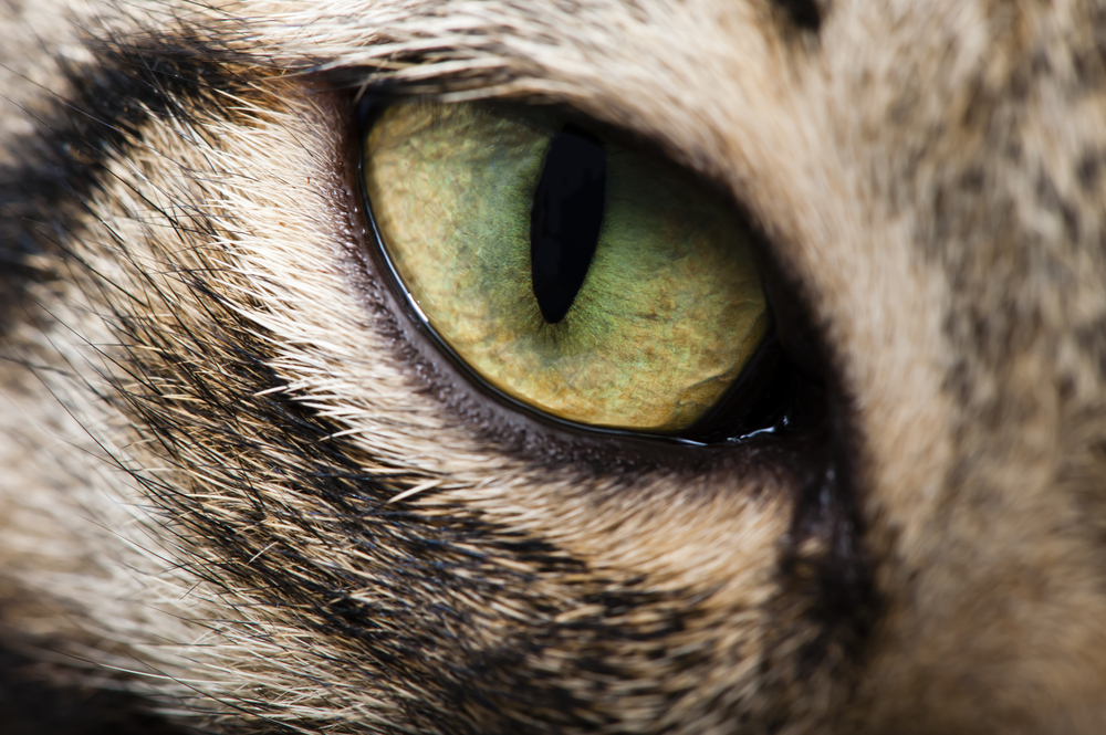 How to a Veterinary Ophthalmologist